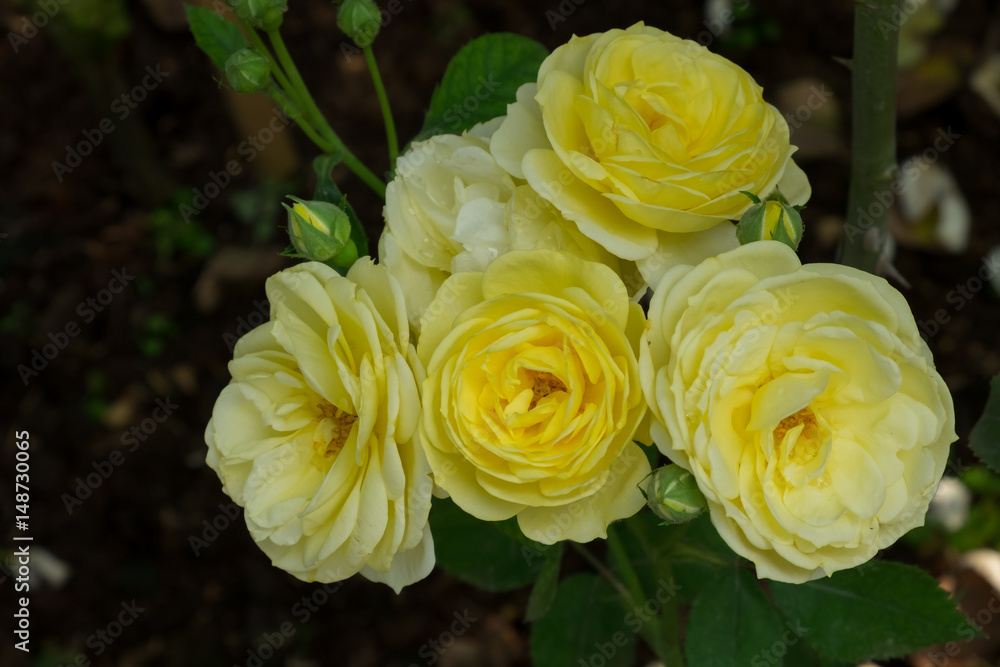 Yellow roses