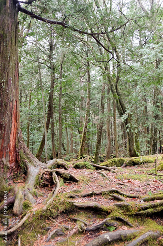 Aokigahara is a forest that lies at the base of Mount Fuji also known as the Suicide Forest or Sea of Trees  Aokigahara Forest is a popular destination for tourists and school trips