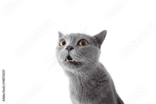 Gray cat looking at camera. Isolated on white background