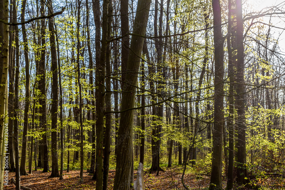 Fototapeta premium Küstenwald