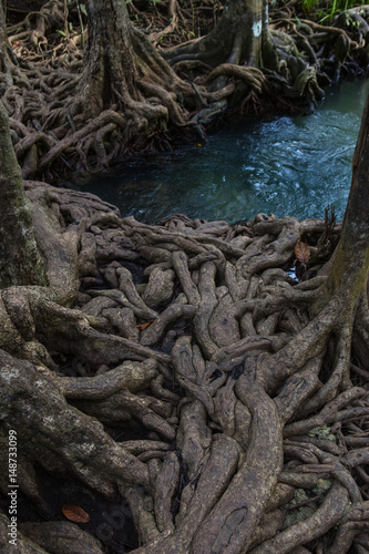 Mangrove forests with turquoise green water in pond, tree roots