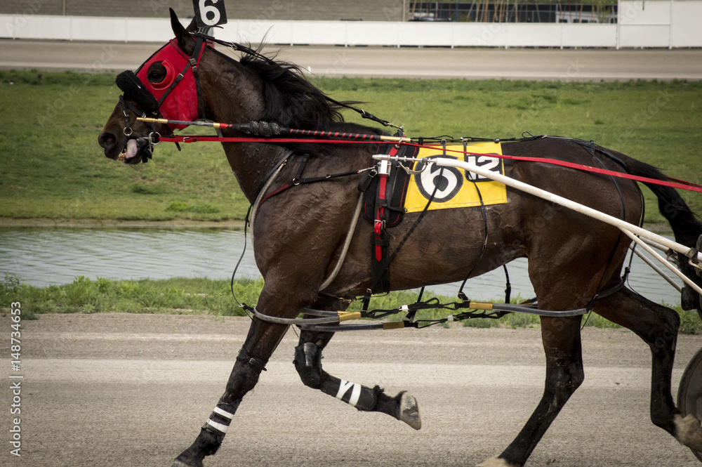 buggy horse race buggy horse race