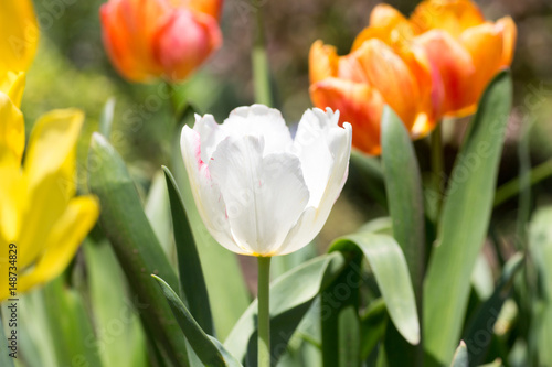 Tulips on flower garden