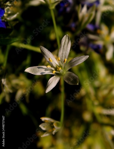 spring flower photo