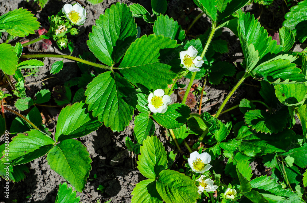 Blossoming bush of strawberry Blossoming bush of strawberry