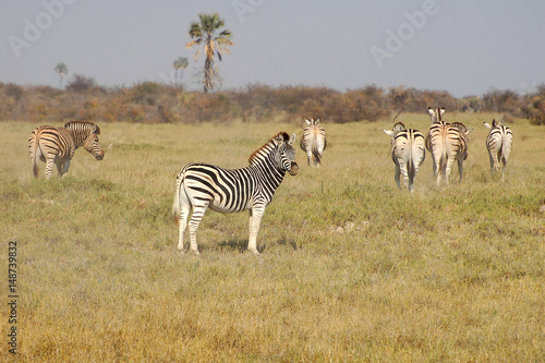 Amazing Zebra Herd in the savannah of Botswana