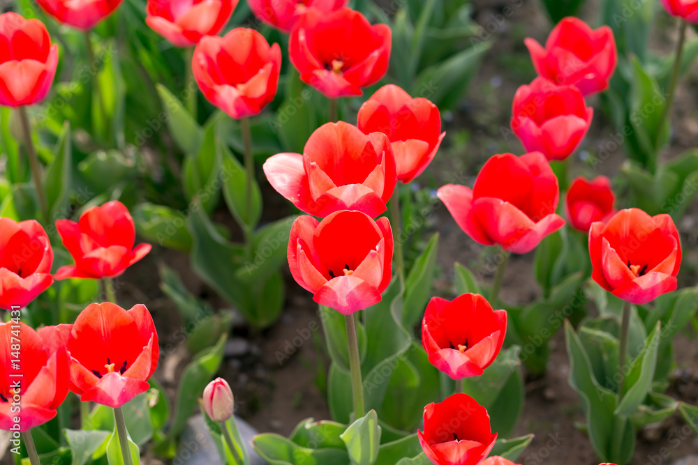Fototapeta premium Beautiful red tulips in nature