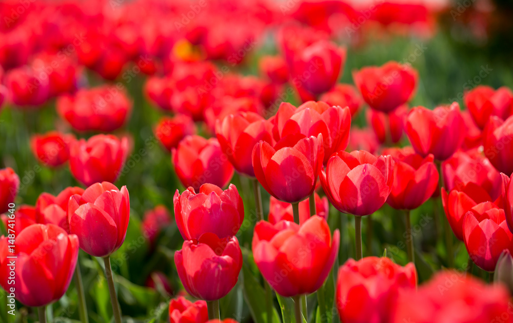 Fototapeta premium Beautiful red tulips in nature