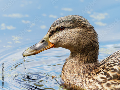 Mallard portrait - Anas platyrhynchos