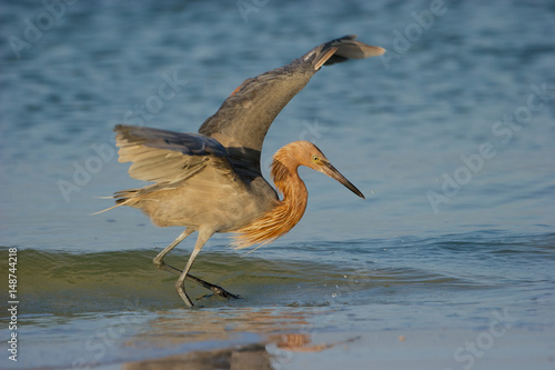 Reddish Egret photo