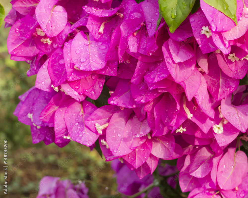 Wet pink Bougainvillea flowers in the morning light