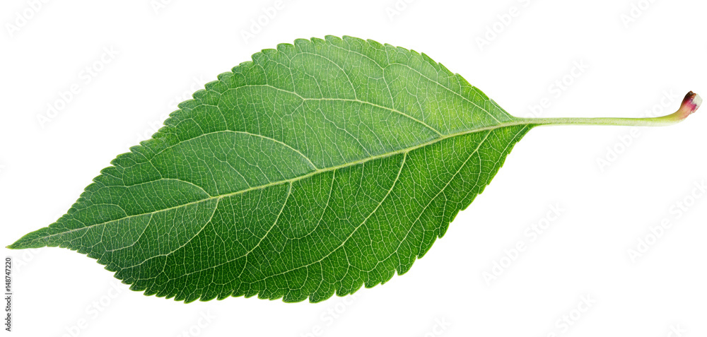 Fototapeta premium Green apple leaf isolated on white background
