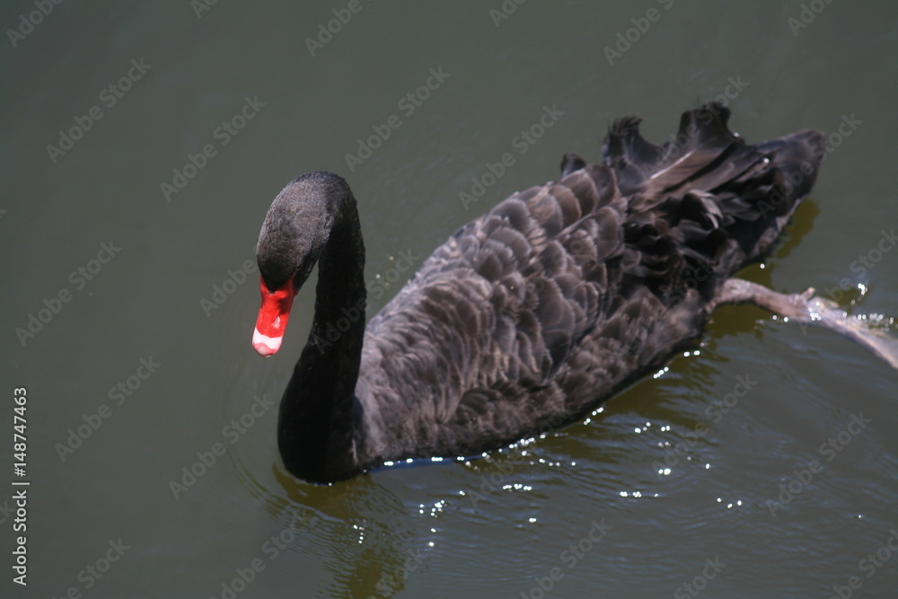 Fototapeta premium Black swan