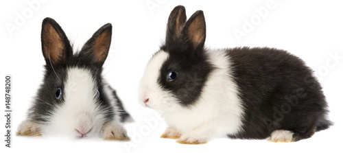 Fototapeta Naklejka Na Ścianę i Meble -  little rabbits