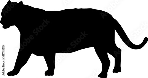 Silhouette of a tiger
