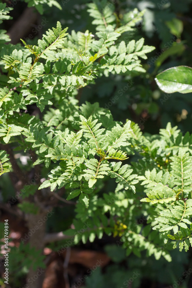 Leaf of Japanese pepper called Sansho tree Leaf of Japanese pepper called Sansho tree