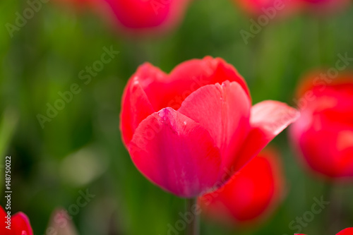 Beautiful red tulips in nature