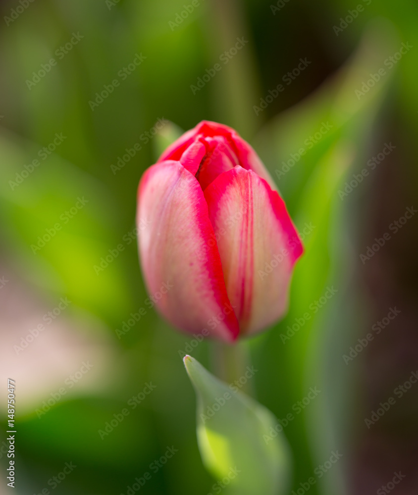 Beautiful red tulips in nature