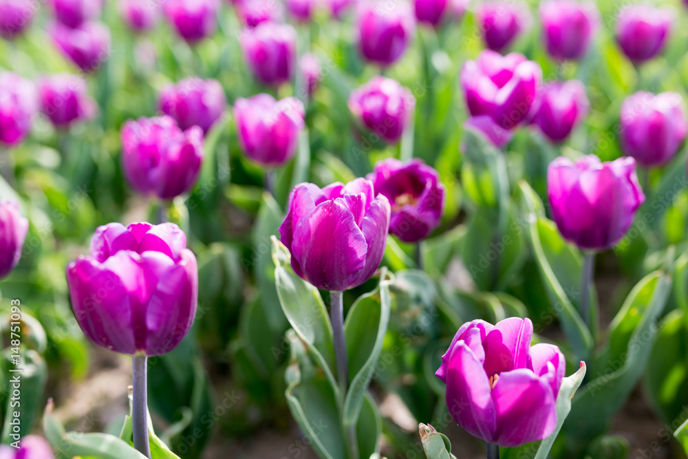 Beautiful purple tulips in nature