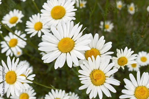 leucanthemum vulgare