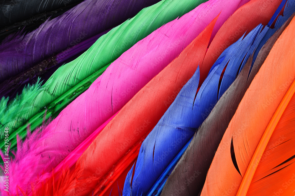 Beautiful colorful feather for background