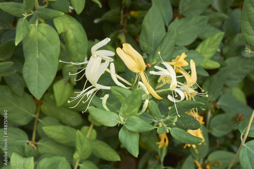 Obraz premium Lonicera japonica