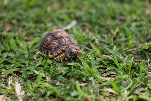 Small baby tortoise found in the garden