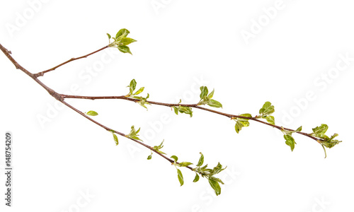 Branch of an apple tree with young green leaves. Isolated on white background
