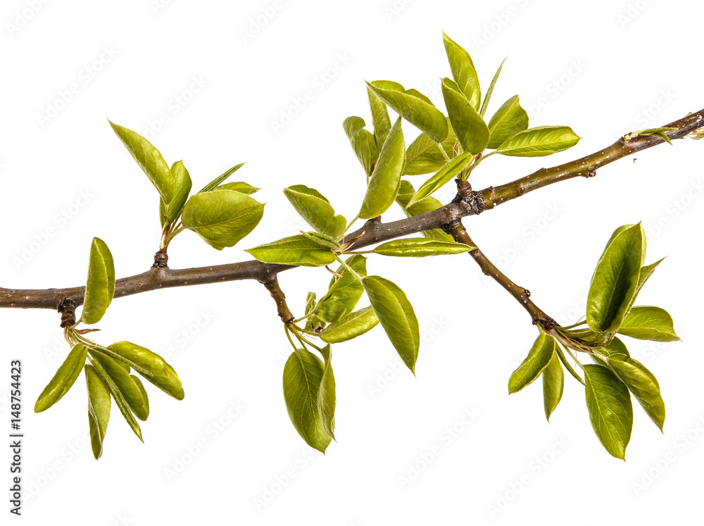 A branch of pear tree with young green leaves. Isolated on white background A branch of pear tree with young green leaves. Isolated on white background