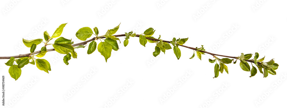 Branch of an apple tree with young green leaves. Isolated on white background Branch of an apple tree with young green leaves. Isolated on white background