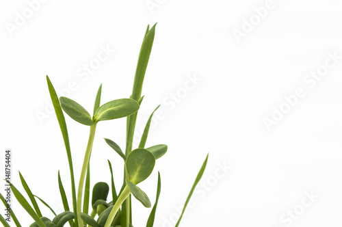 Green young wheat and young sunflower  on white background