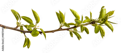 A branch of pear tree with young green leaves. Isolated on white background