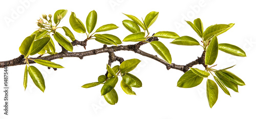 A branch of pear tree with young green leaves. Isolated on white background