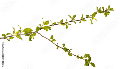 Branch of an apple tree with young green leaves. Isolated on white background