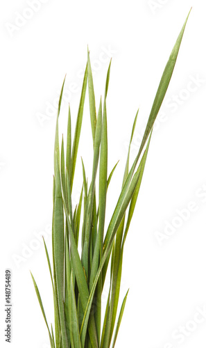 A bunch of green lawn grass. Isolated on white background
