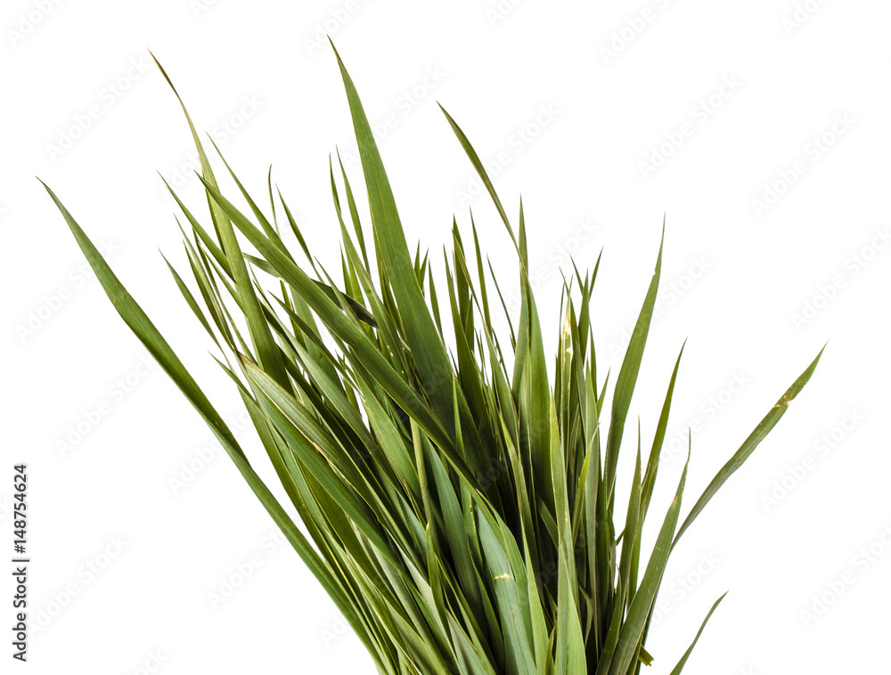 A bunch of green lawn grass. Isolated on white background A bunch of green lawn grass. Isolated on white background