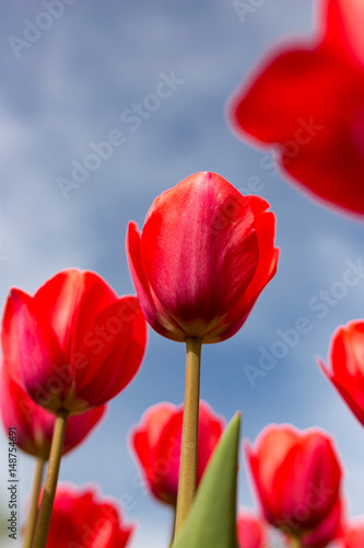 Red tulips against the blue sky in the nature