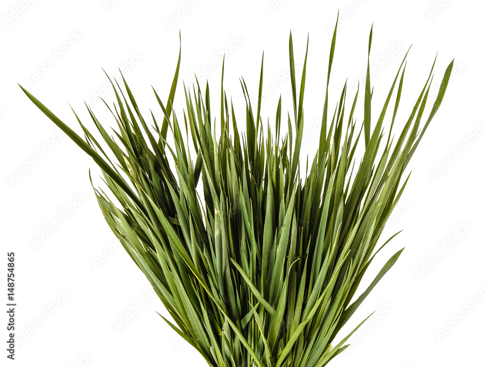 A bunch of green lawn grass. Isolated on white background A bunch of green lawn grass. Isolated on white background