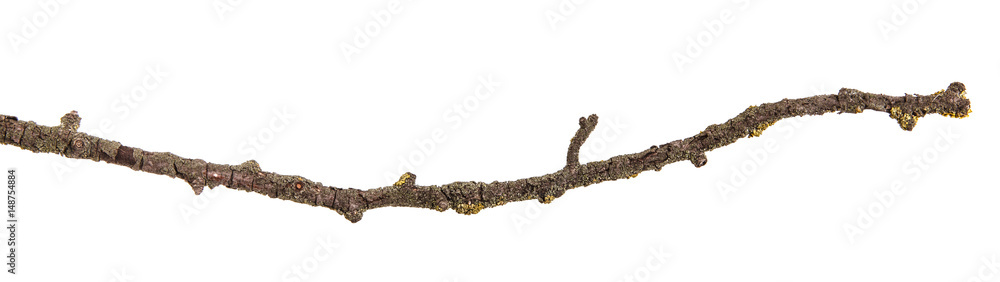 Dry branches with cracked dark bark. Isolated on white background