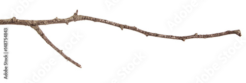 Valokuva Dry branches with cracked dark bark. Isolated on white background