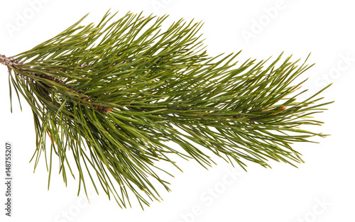 A branch of a pine tree. Isolated on white background