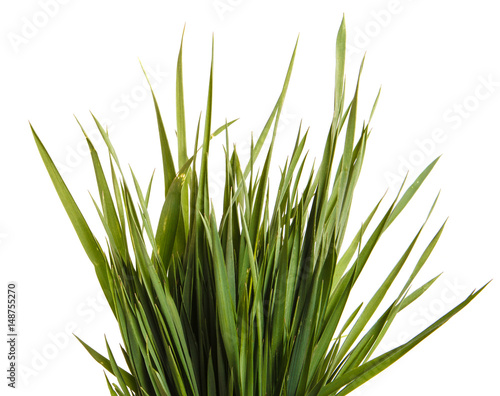 A bunch of green lawn grass. Isolated on white background