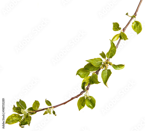 Branch of an apple tree with young green leaves. Isolated on white background