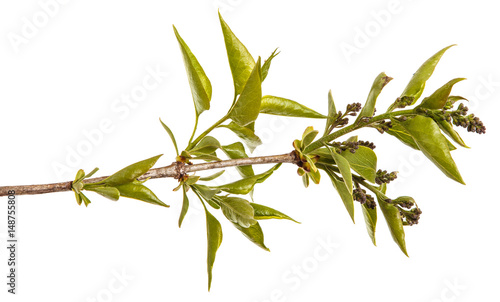 Fototapeta Naklejka Na Ścianę i Meble -  A branch of a lilac bush with young green leaves. Isolated on white background