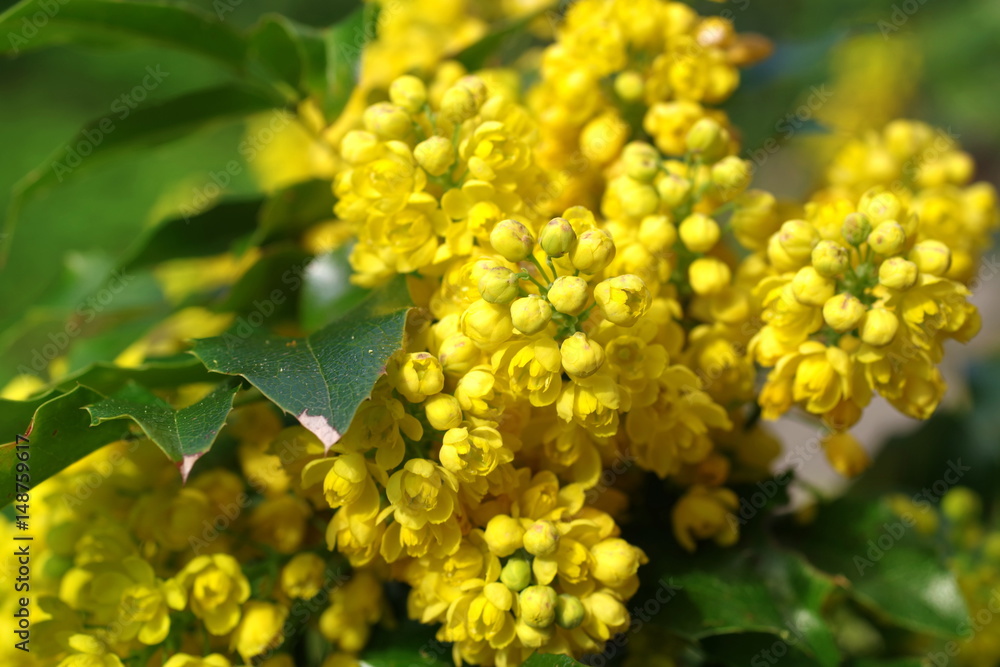 mahonia aquifolium oregon grape mahonia aquifolium oregon grape