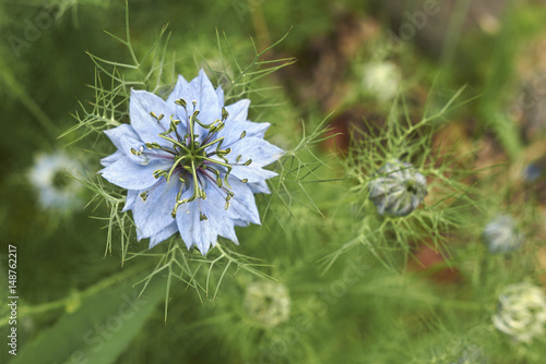 Nigella