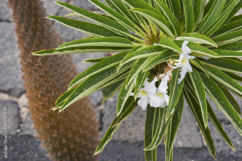 Pachypodium lamerei  photo