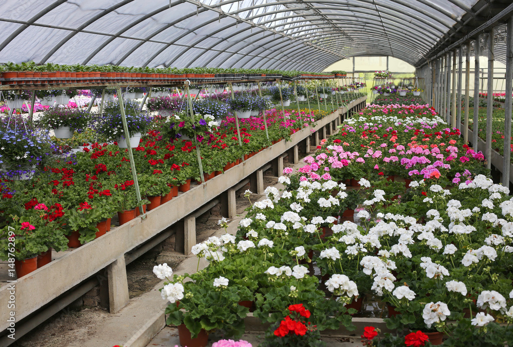 geranium flowers for sale inside a long greenhouse
