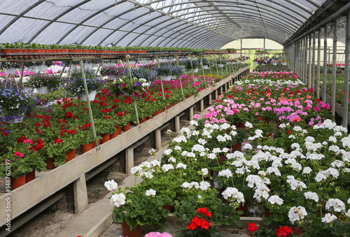 Fototapeta Naklejka Na Ścianę i Meble -  geranium flowers for sale inside a long greenhouse