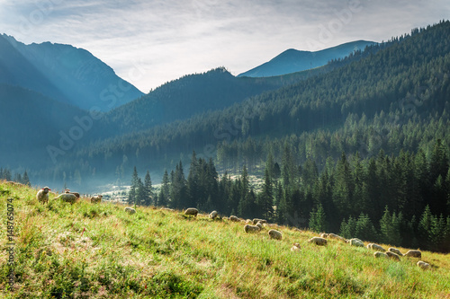 Wonderful grazing herd of s...